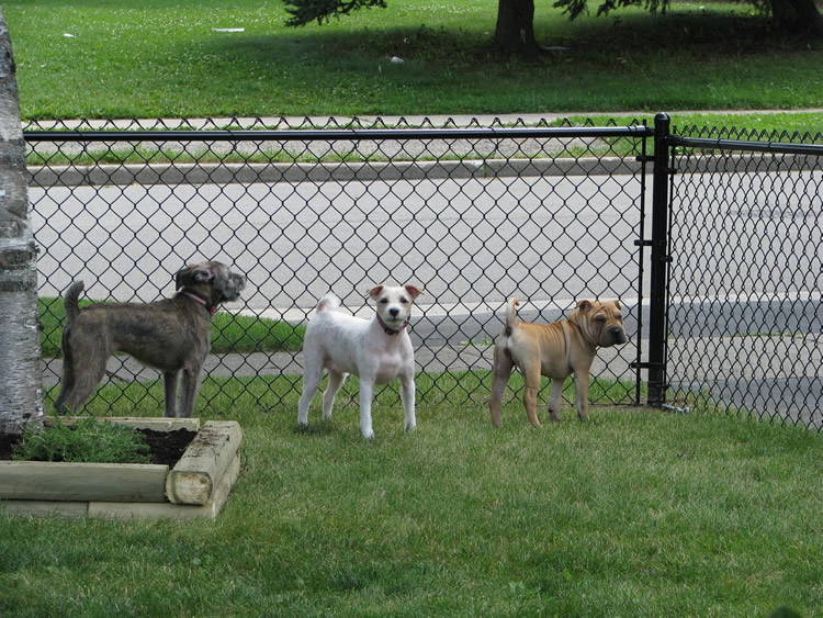 Residential Chain Link Fence #11