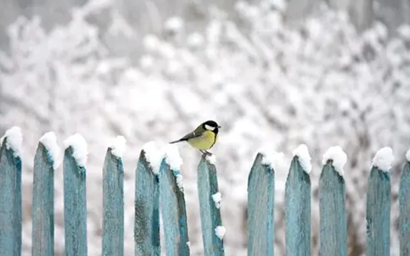 How To Restore Your Wooden Fence After Toronto’s Brutal Winter