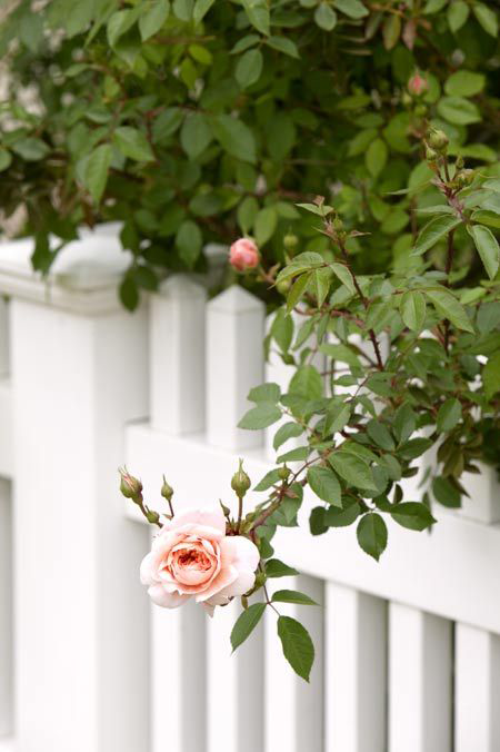 obilesk picket fence with worse