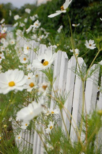 opposing picket fence design