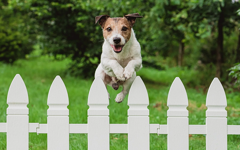 How To Keep My Dog From Escaping My Backyard – Our Top 7 Tips