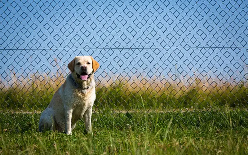 Top Invisible Fence Reviews: Extreme Dog Fence, PetSafe, SportDOG, Dogtra, and More